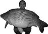carpslayer01293